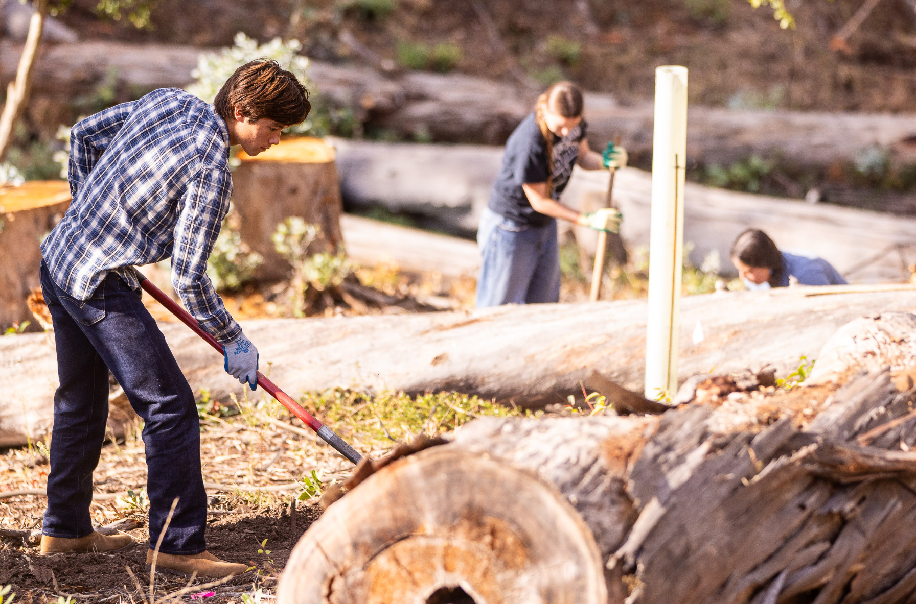 Students Change Resilience Oak Trees